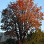 Acer griseum